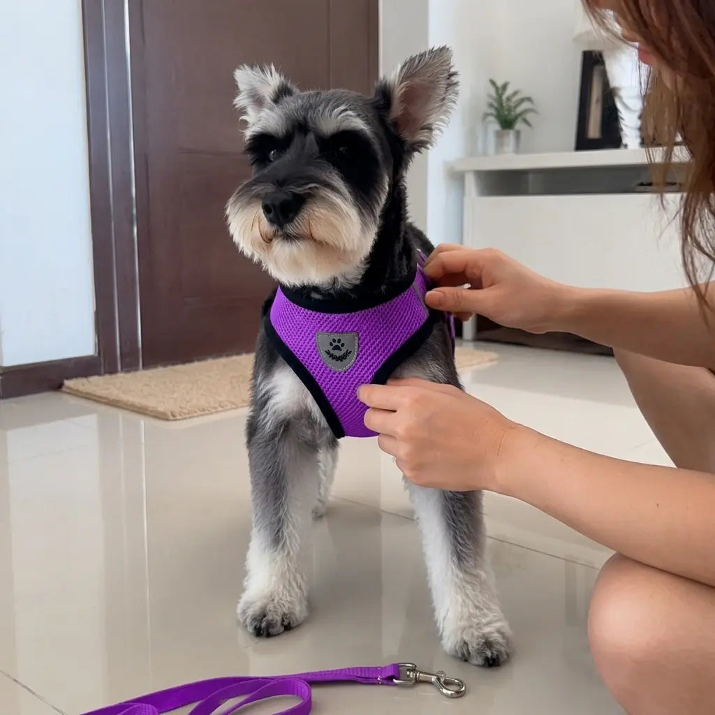 Furavora AirMesh Harness Set — Purple