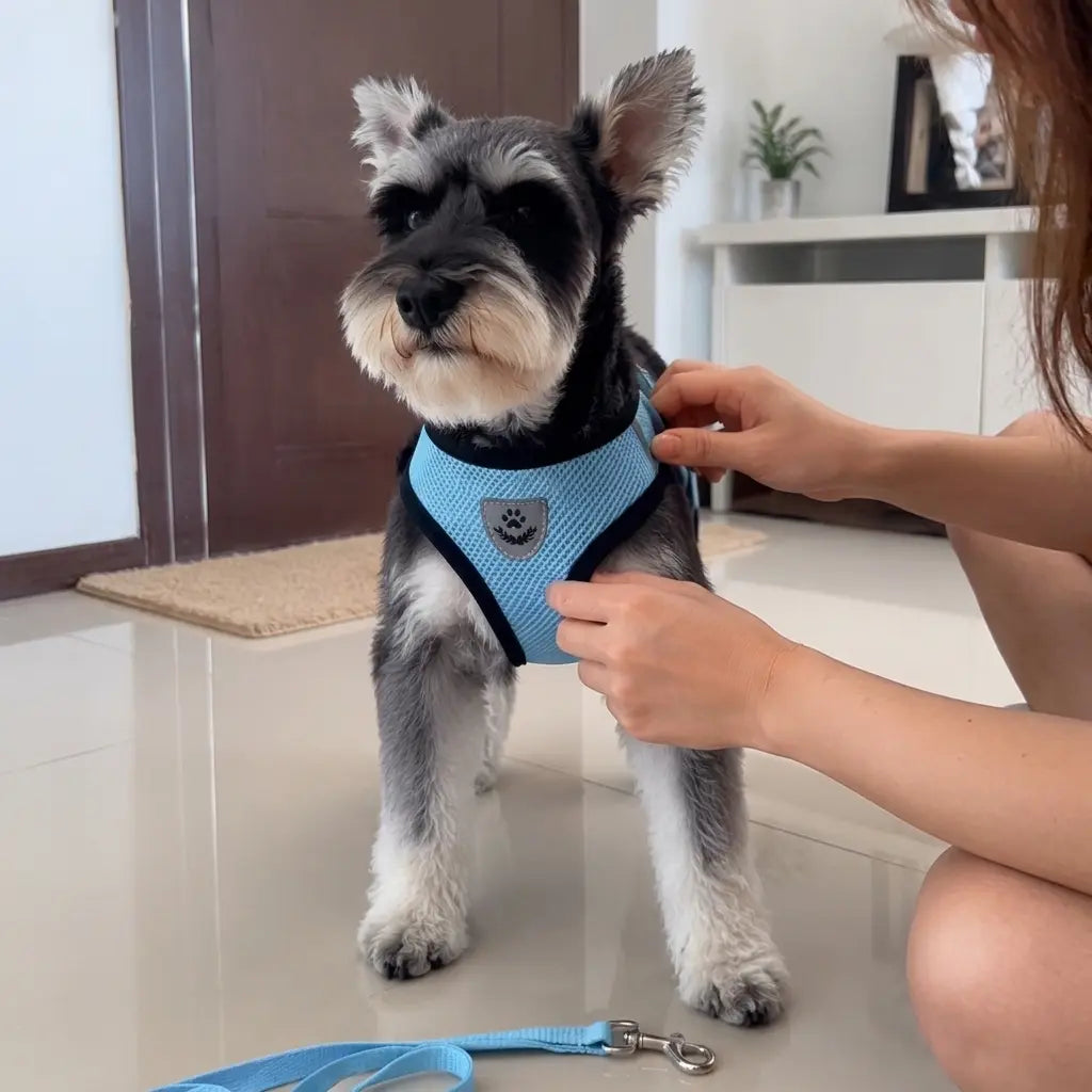 Furavora AirMesh Harness Set — Light blue