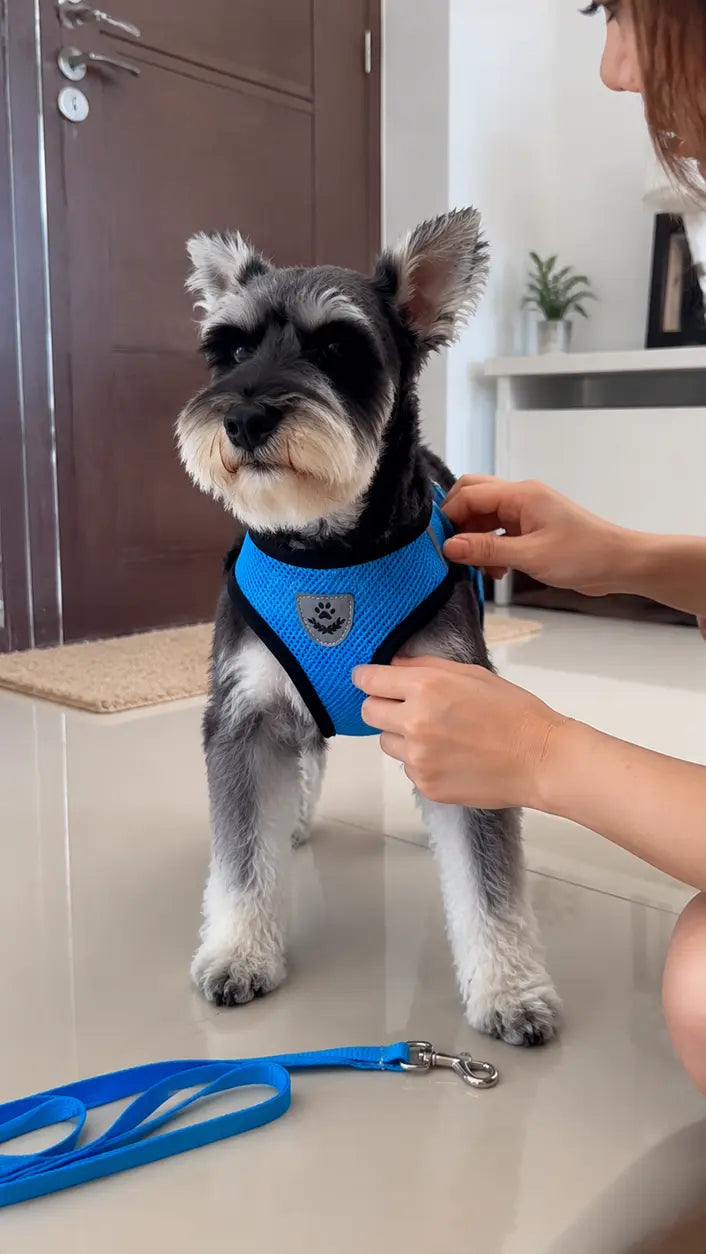 Furavora AirMesh Harness Set — Blue
