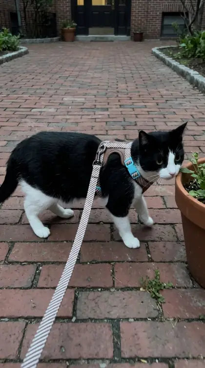 Customer photo featuring Furavora Adjustable Walk Set