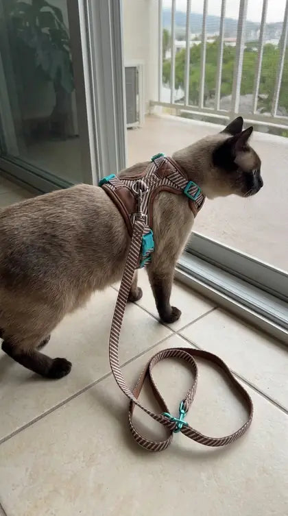 Customer photo featuring Furavora Adjustable Walk Set