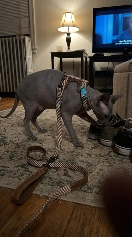 Customer photo featuring Furavora Adjustable Walk Set