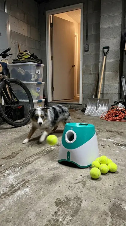 Customer photo featuring Furavora Auto Ball Launcher