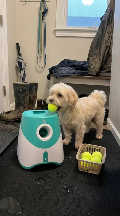 Customer photo featuring Furavora Auto Ball Launcher