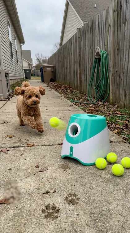 Customer photo featuring Furavora Auto Ball Launcher