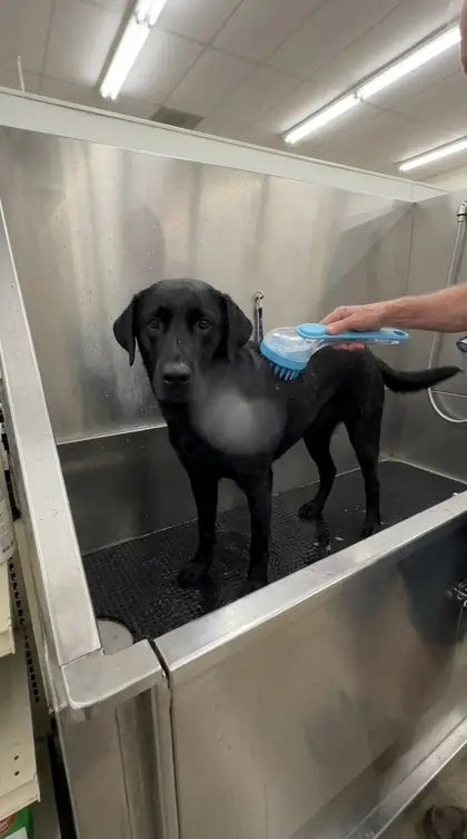 Customer photo featuring Furavora Bath Shampoo Brush