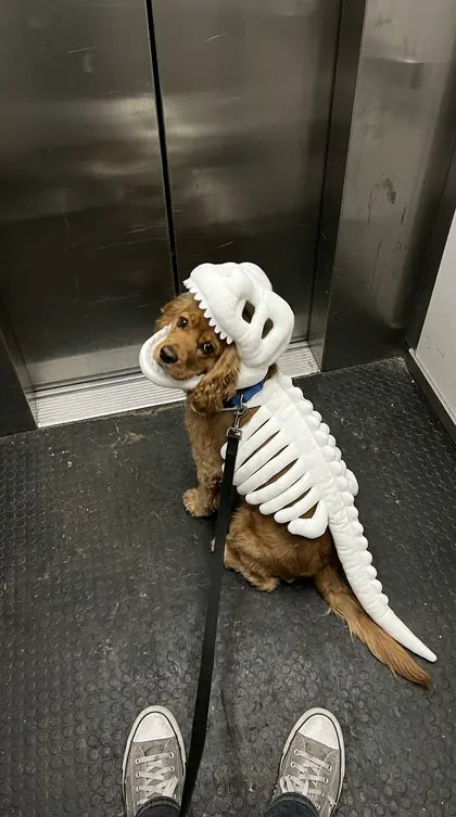 Customer photo featuring Furavora Dino Skeleton Costume
