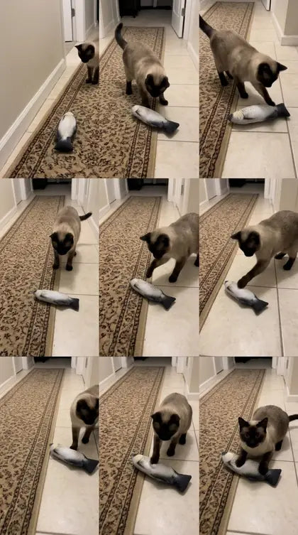 Customer photo featuring Furavora Flopping Fish Toy