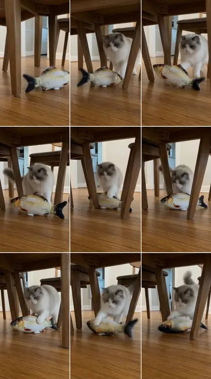 Customer photo featuring Furavora Flopping Fish Toy