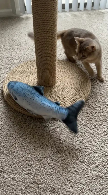 Customer photo featuring Furavora Flopping Fish Toy