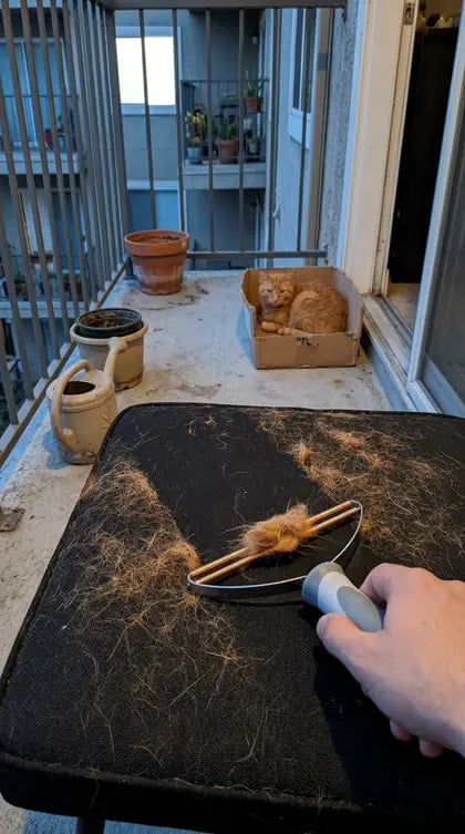 Customer photo featuring Furavora Reusable Fur Scraper