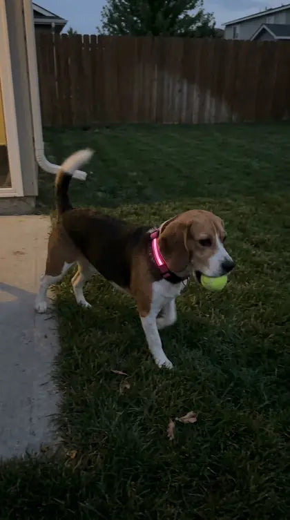 Customer photo featuring Furavora LED Halo Collar