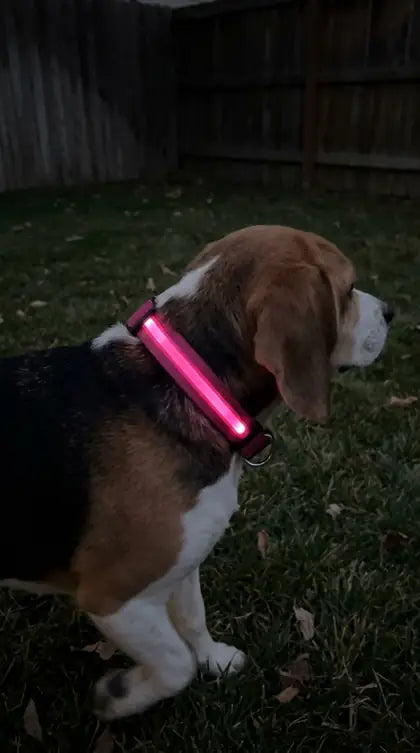 Customer photo featuring Furavora LED Halo Collar
