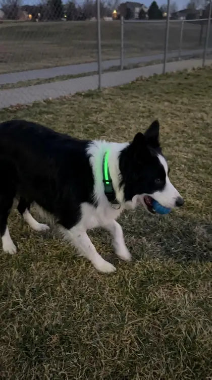 Customer photo featuring Furavora LED Halo Collar