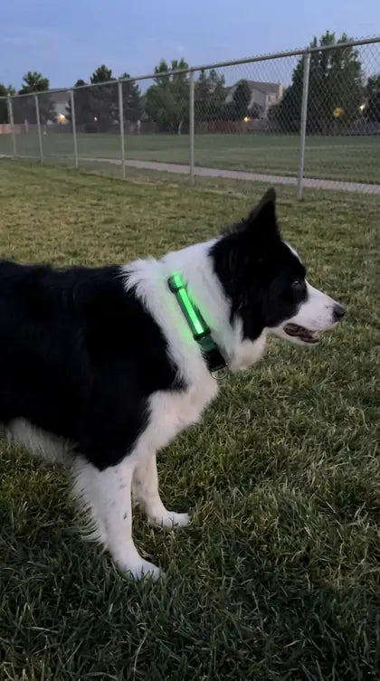 Customer photo featuring Furavora LED Halo Collar
