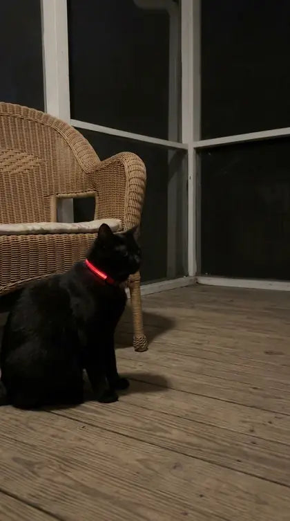 Customer photo featuring Furavora LED Halo Collar