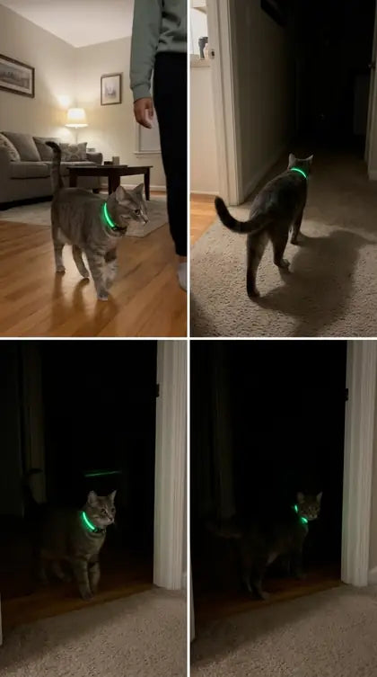 Customer photo featuring Furavora LED Halo Collar