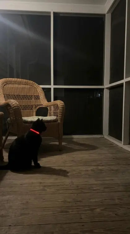 Customer photo featuring Furavora LED Halo Collar