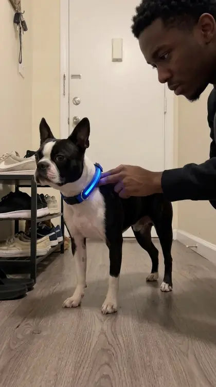 Customer photo featuring Furavora LED Halo Collar