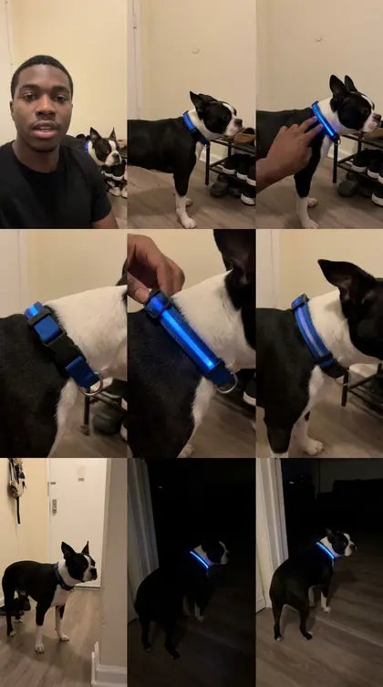 Customer photo featuring Furavora LED Halo Collar