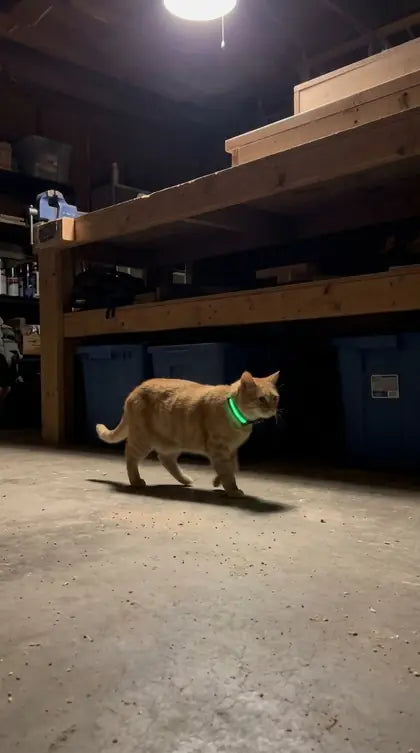 Customer photo featuring Furavora LED Halo Collar