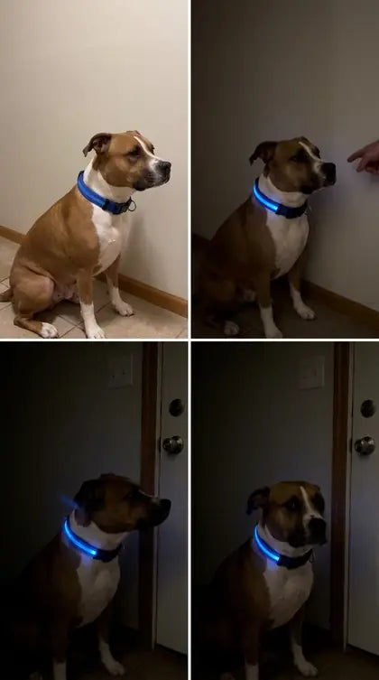 Customer photo featuring Furavora LED Halo Collar