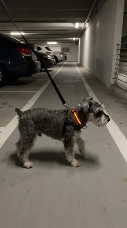 Customer photo featuring Furavora LED Halo Collar