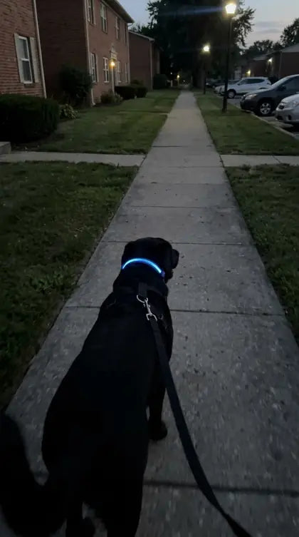 Customer photo featuring Furavora LED Halo Collar