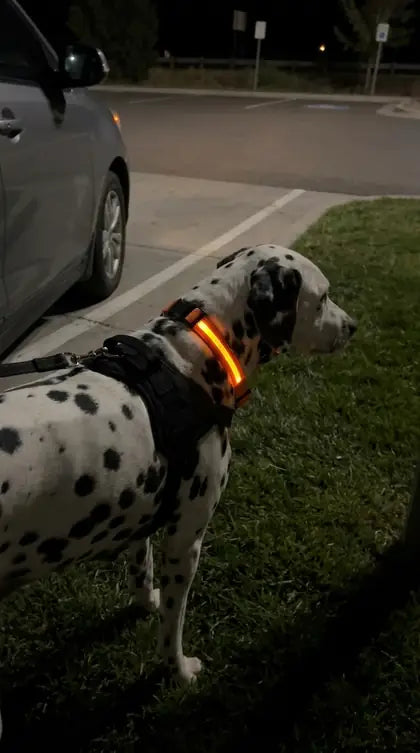 Customer photo featuring Furavora LED Halo Collar