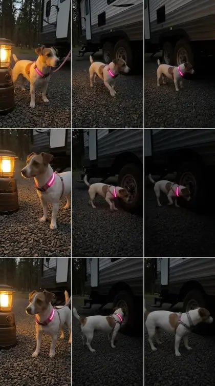 Customer photo featuring Furavora LED Halo Collar