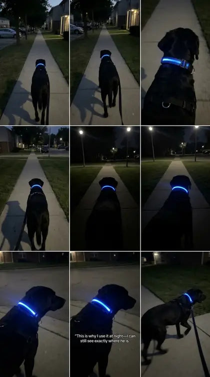 Customer photo featuring Furavora LED Halo Collar