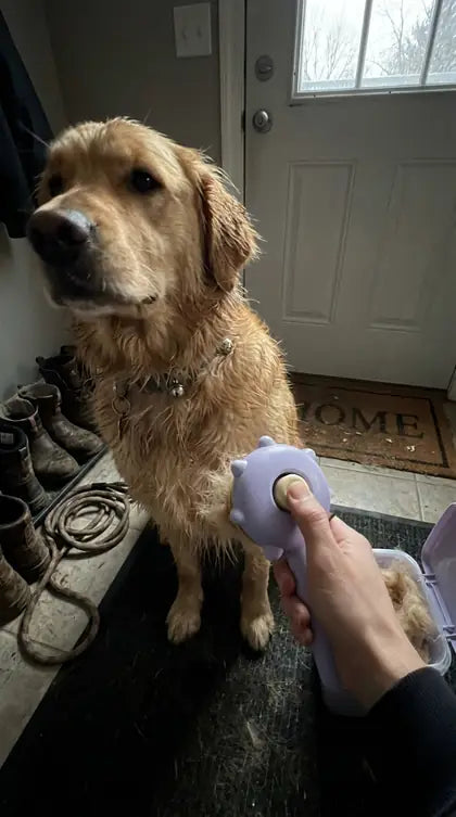 Customer photo featuring Furavora Massage Grooming Comb