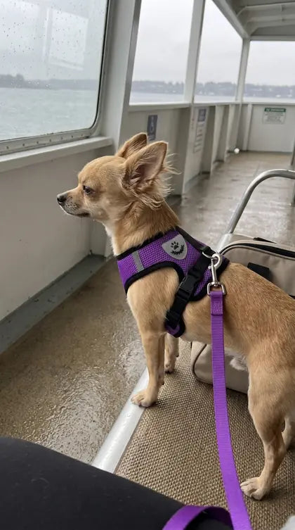 Customer photo featuring Furavora AirMesh Harness Set
