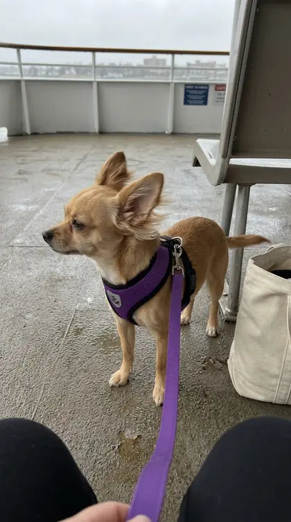 Customer photo featuring Furavora AirMesh Harness Set
