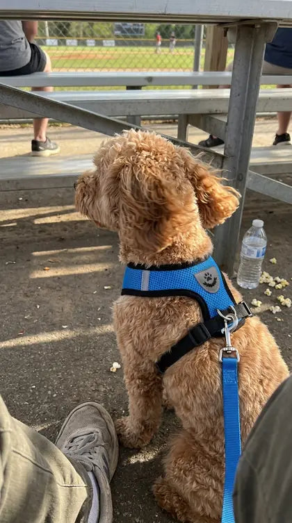 Customer photo featuring Furavora AirMesh Harness Set