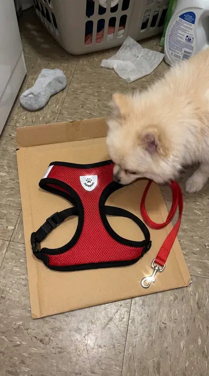 Customer photo featuring Furavora AirMesh Harness Set