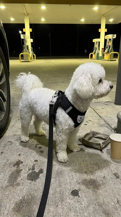 Customer photo featuring Furavora AirMesh Harness Set