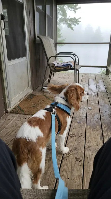 Customer photo featuring Furavora AirMesh Harness Set