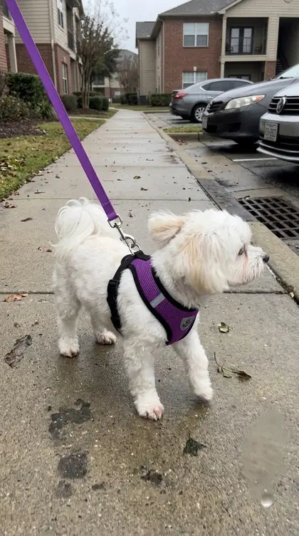 Customer photo featuring Furavora AirMesh Harness Set