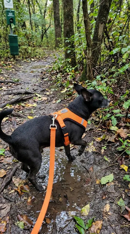 Customer photo featuring Furavora AirMesh Harness Set