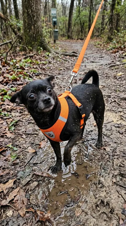 Customer photo featuring Furavora AirMesh Harness Set