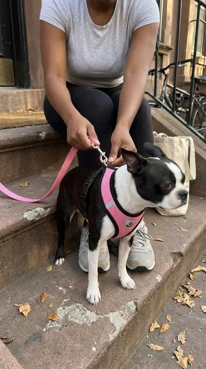 Customer photo featuring Furavora AirMesh Harness Set