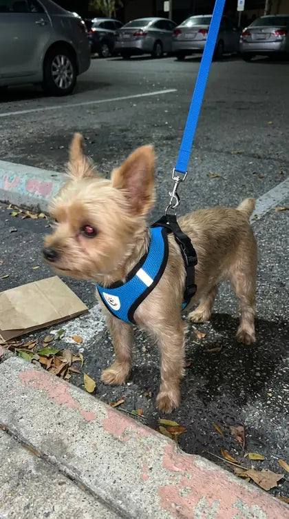Customer photo featuring Furavora AirMesh Harness Set