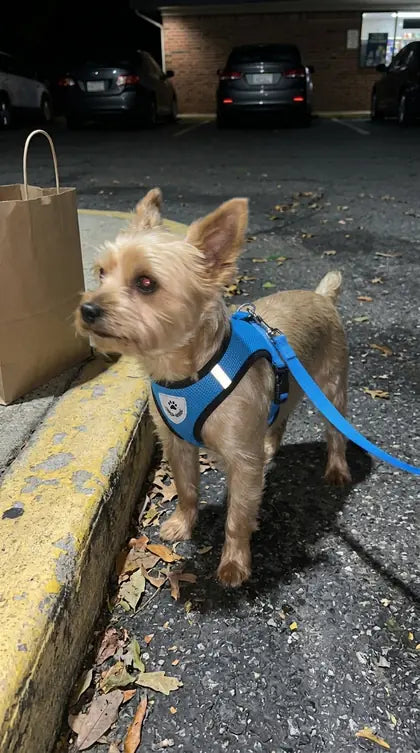 Customer photo featuring Furavora AirMesh Harness Set
