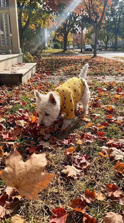 Customer photo featuring Furavora Polka-Dot Turtleneck