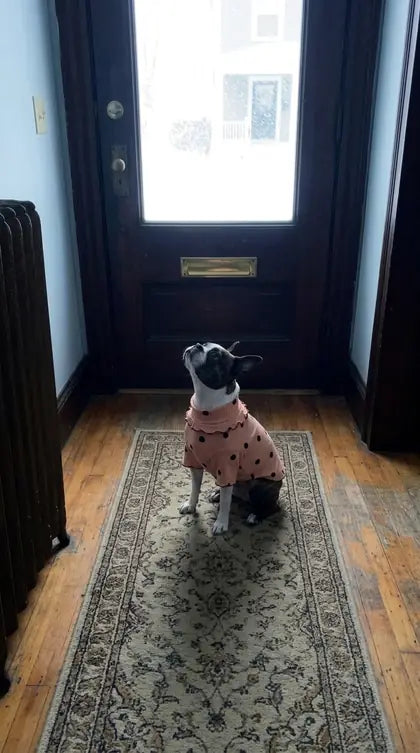Customer photo featuring Furavora Polka-Dot Turtleneck