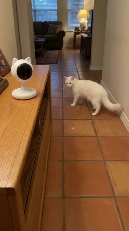 Customer photo featuring Furavora Smart Laser Teaser