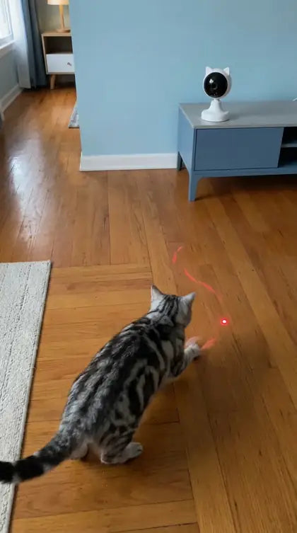 Customer photo featuring Furavora Smart Laser Teaser