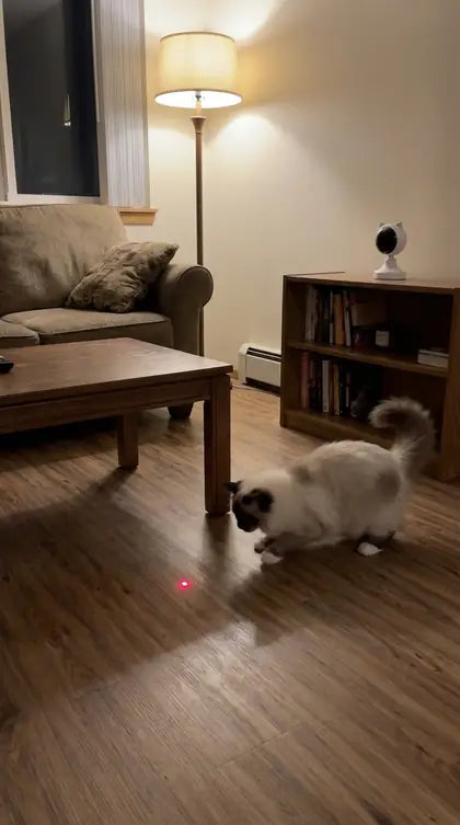 Customer photo featuring Furavora Smart Laser Teaser