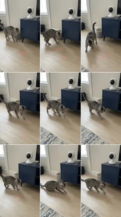 Customer photo featuring Furavora Smart Laser Teaser